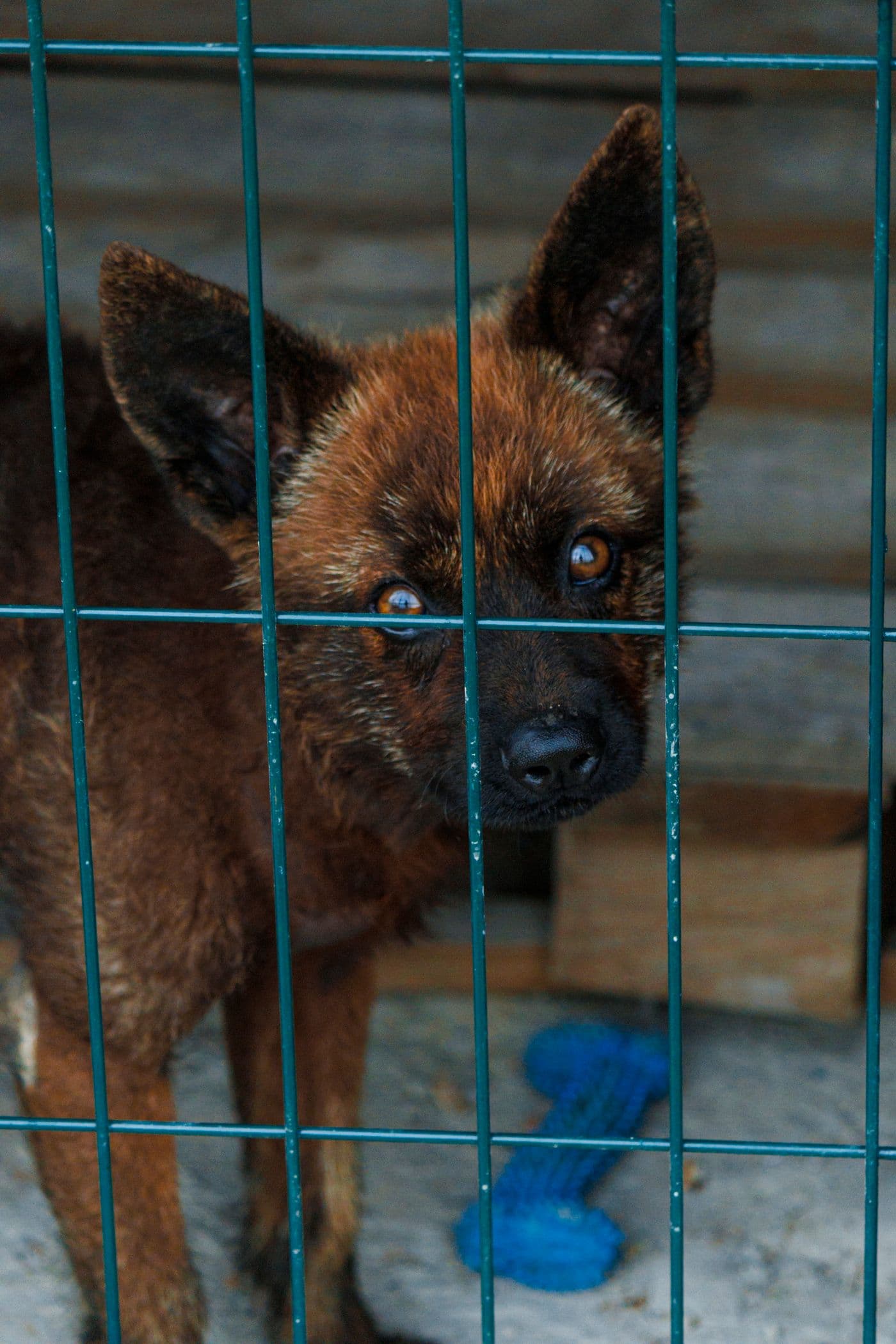 Milo waiting in a shelter kennel