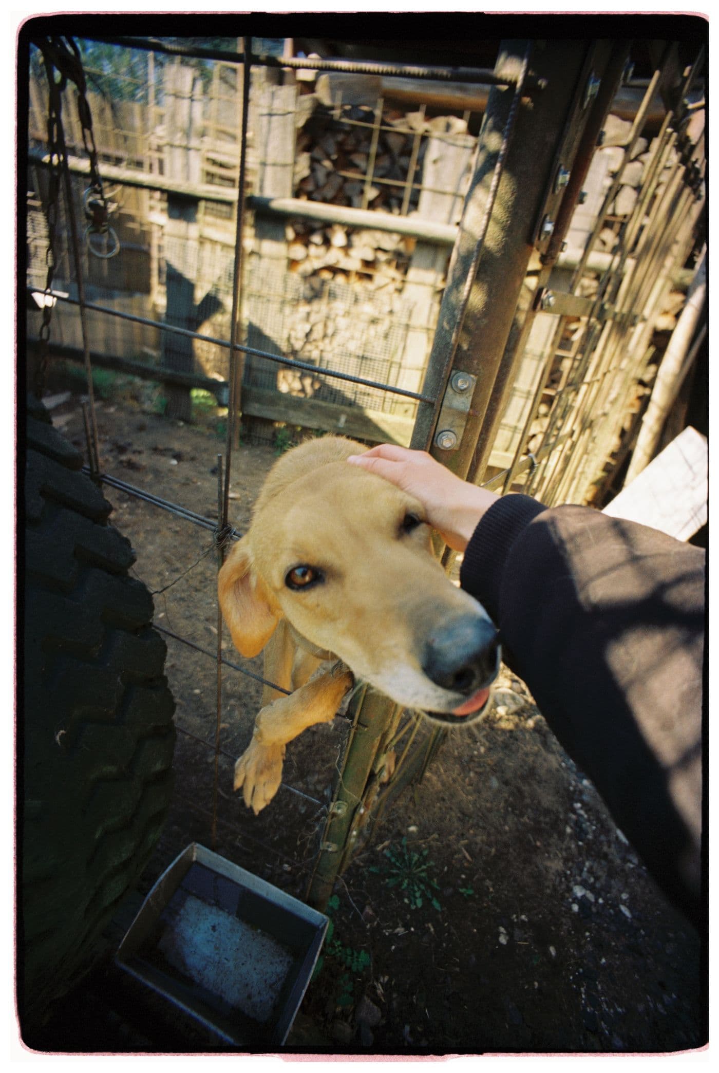 Pepper being comforted at a rescue shelter